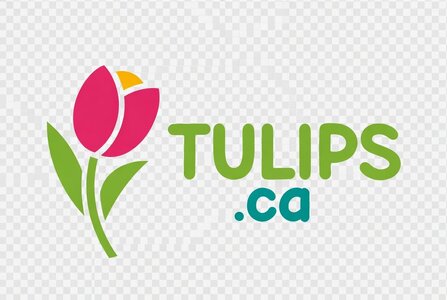 tulips-ca.jpg