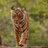 bandhavgarh
